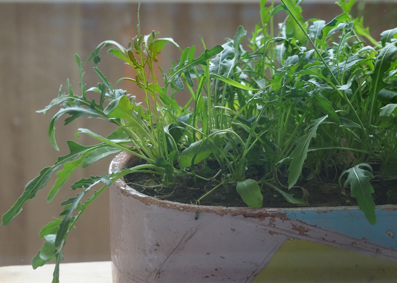 Kiedy siać rukolę? Wykorzystaj trik ogrodników