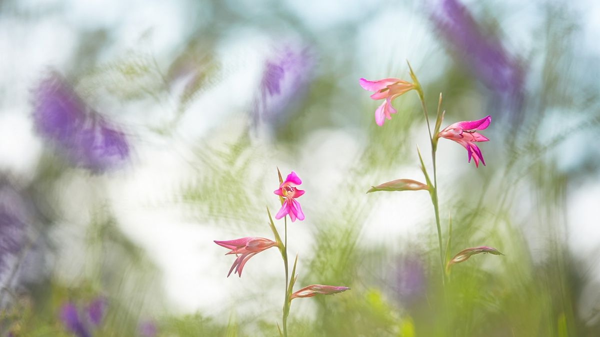 Zachwycająca natura Ziemi na zdjęciach z konkursu Nature Photographer of the Year 2015 1