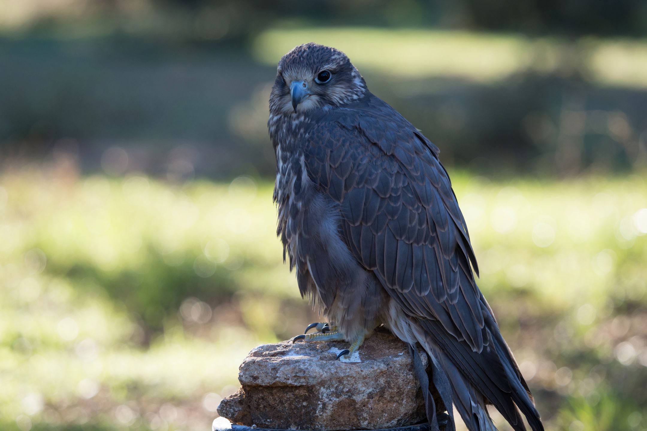 Olympus OM-D E-M1 Mark II - najszybszy na rynku [test] 151