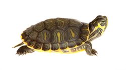 Żółw - cena, żywienie, choroby