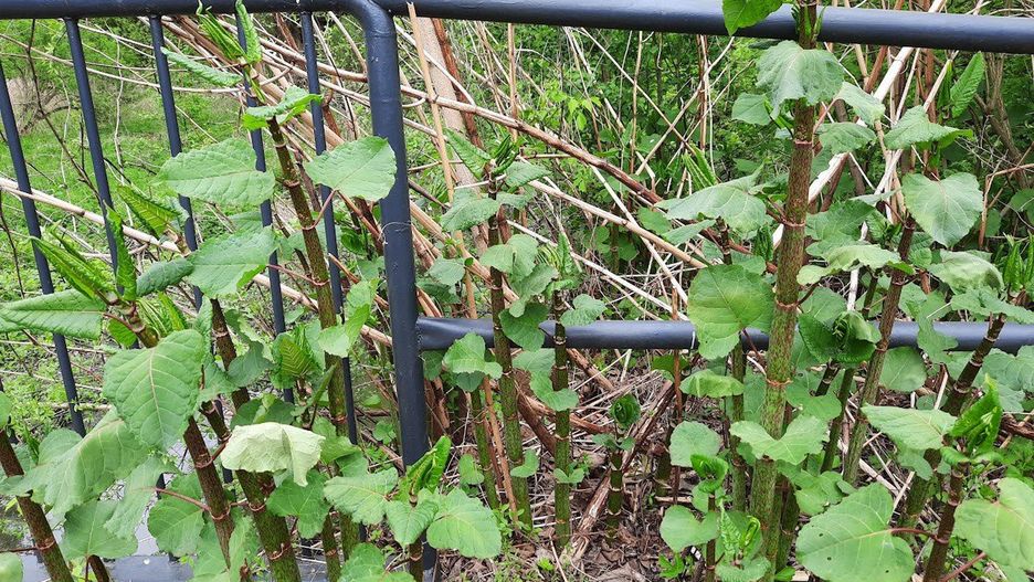 rdestowiec japoński to jedna z najbardziej inwazyjnych roślin, znajduje się na rządowej liście roślin zagrażających polskiej przyrodzie.