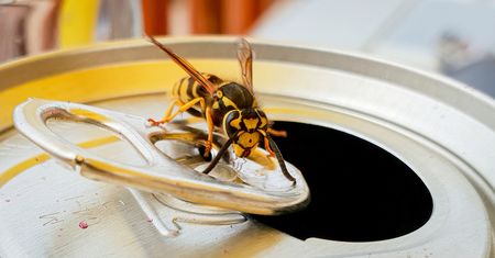Najbardziej jadowite owady w Polsce. Użądlenie może być śmiertelnie niebezpieczne