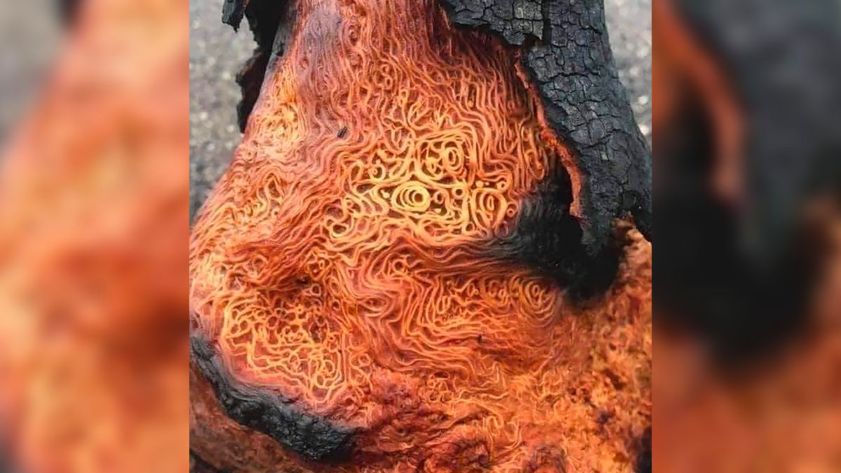 Burzowe dzieło sztuki. Do złudzenia przypomina… spaghetti! 1