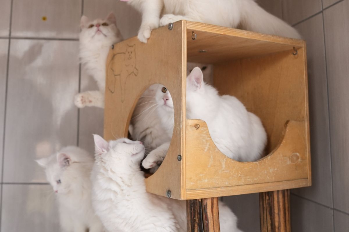 Ponad 50 kotów w 41-metrowym mieszkaniu. Szokujące znalezisko w Legnicy