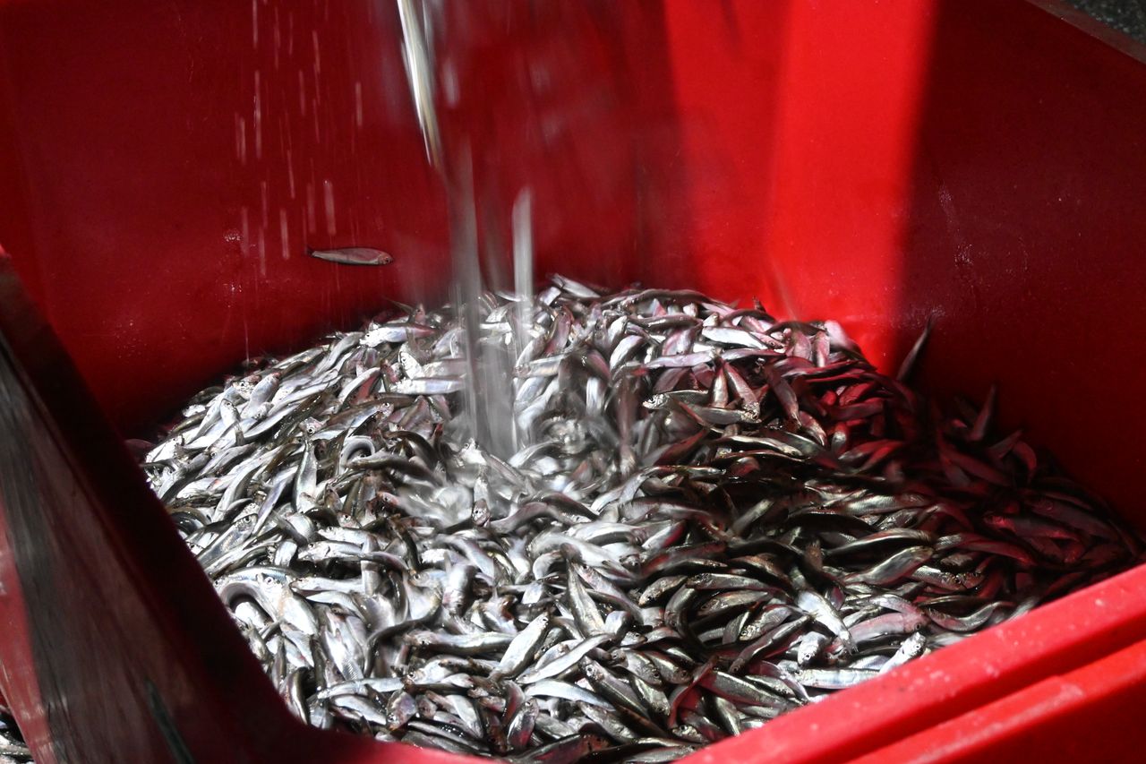 Świeża dostawa szprot