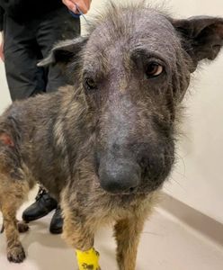 Jelcz-Laskowice. Niemal zagłodzone na śmierć. Dwa psy zabrane okrutnemu właścicielowi