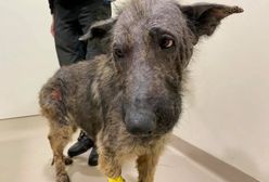 Jelcz-Laskowice. Niemal zagłodzone na śmierć. Dwa psy zabrane okrutnemu właścicielowi