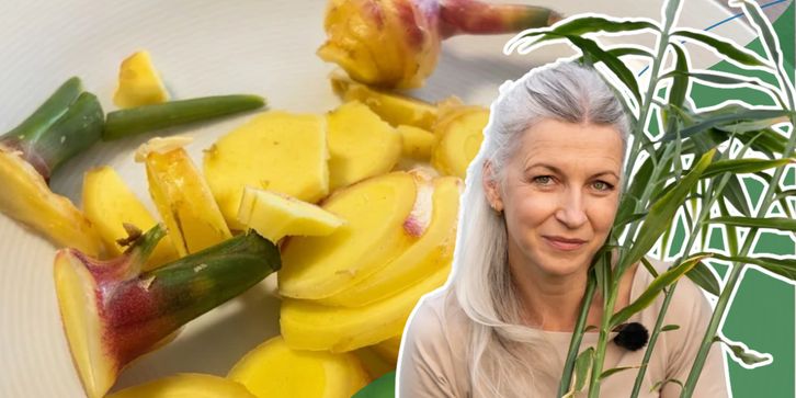 Zaczęła od jednej doniczki. Dziś ma pierwszą plantację imbiru w Polsce