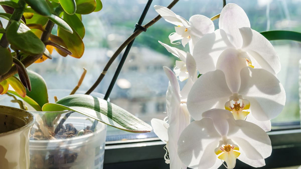 Wywar z czosnku może uratować storczyki