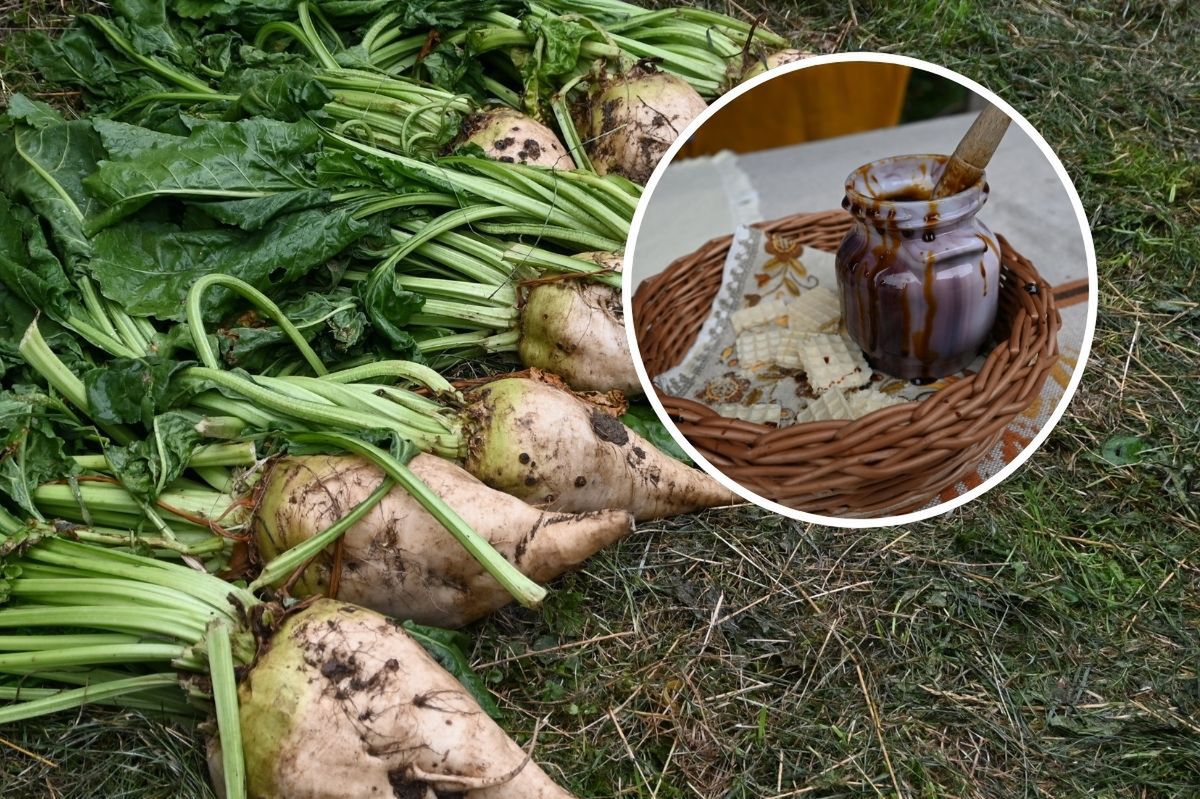 Bulwy z pola, pigwoniada i kociewski przysmak. Festiwal smaku w Grucznie