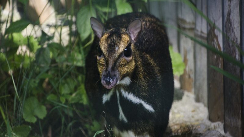 Wrocław. Myszojeleń nadal bez imienia. ZOO prosi o pomoc wrocławian