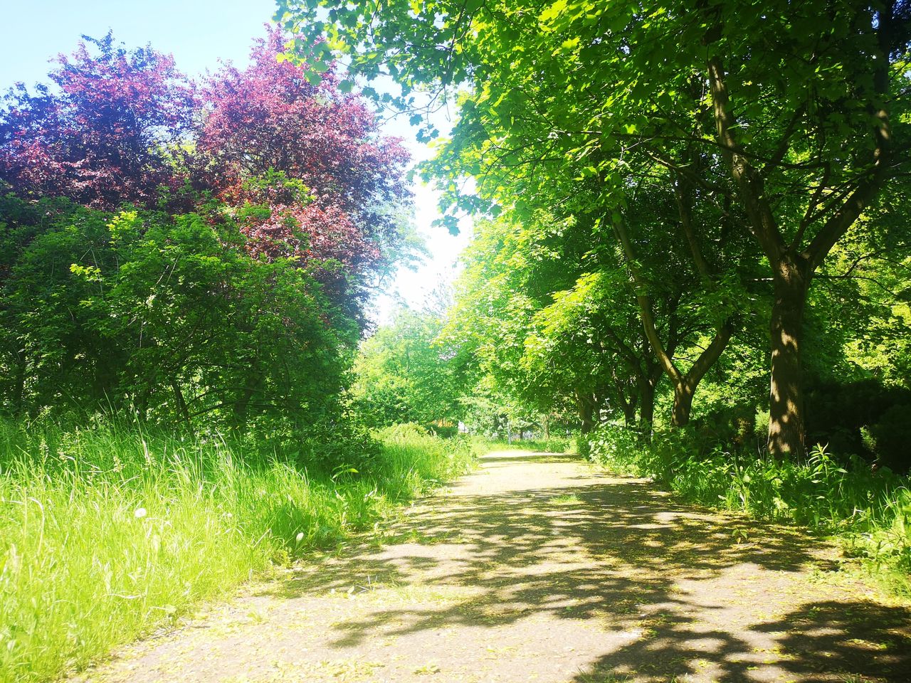 Łódź: Park rozjeżdżany przez kierowców. Radni chcą ustawić betonowe słupy lub gazony
