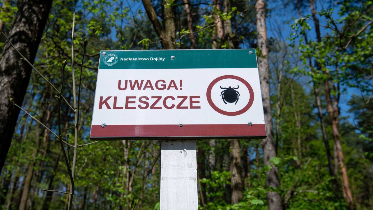 Kleszcze atakują coraz więcej osób. Oto statystyki