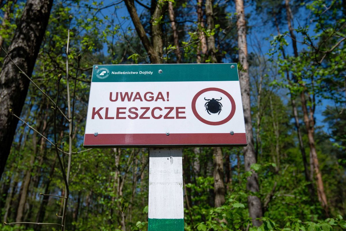 300 przypadków boreliozy w Lubuskiem. Bąblowica też groźna