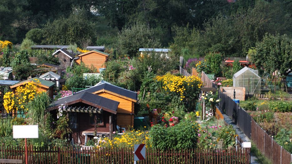 rod, ogrody działkowe