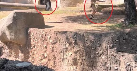 Goryl wymknął się spod kontroli. "Boże pomóż jej" na nagraniu z zoo