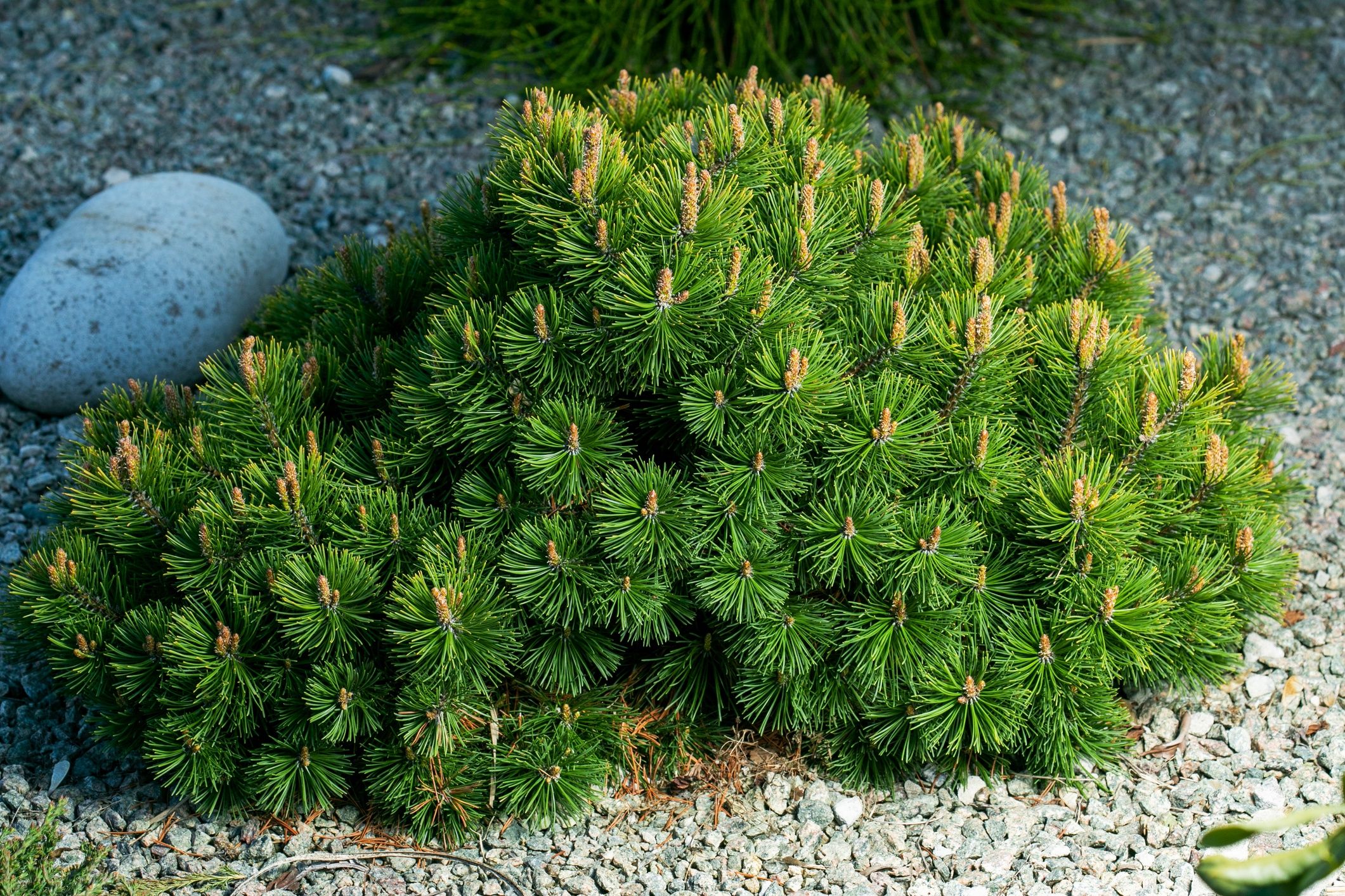 Cultivar dwarf mountain pine Pinus mugo var. pumilio in the rocky garden.Cultivar dwarf mountain pine (Pinus mugo var. pumilio) in the rocky gardenSicha69dwarf, mugo, pine, green, outdoor, scrub, creeping, pinus, conifer, alpine, swiss, branch, rocky, saturated, saturation, vegetation, variety, var., species, stone, rockery, sort, rock, shrub, prostrate, pumilio, attractive, beautiful, color, coniferous, cultivar, cultivation, gorgeous, landscaping, needle, ornamental, ecology