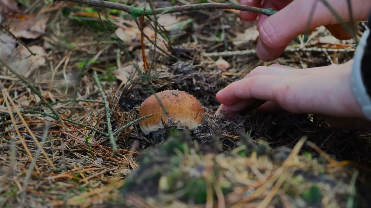 Doświadczony grzybiarz podpowiada, gdzie szukać grzybów