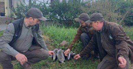 Błąkały się tuż przy ulicy. Leśnicy nie wahali się nawet przez chwilę