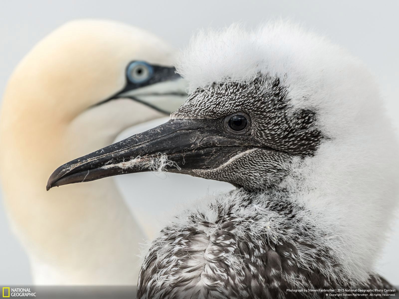 Zachwycają przyroda, czyli najlepsze zgłoszenia National Geographic Photo Contest 2015 14