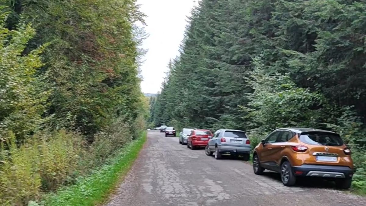 Pojechał na grzyby. Oto, co zastał