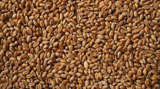 Giełda gra przeciw rolnikom. Zboże tanieje wbrew faktom