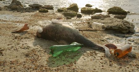 Zanieczyszczenie mórz i oceanów przyczyną śmierci delfinów i wielorybów