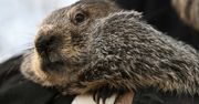 Dzień świstaka 2024. Phil z Punxsutawney wskazał, kiedy koniec zimy
