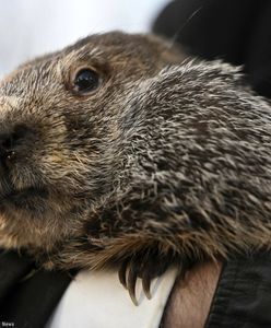 Dzień świstaka 2024. Phil z Punxsutawney wskazał, kiedy koniec zimy