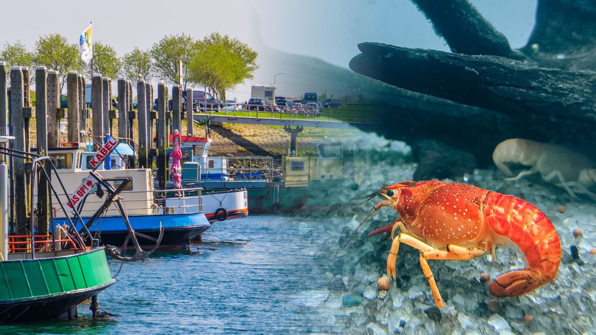 Po masowym wymieraniu homary wracają do Wschodniej Skaldy