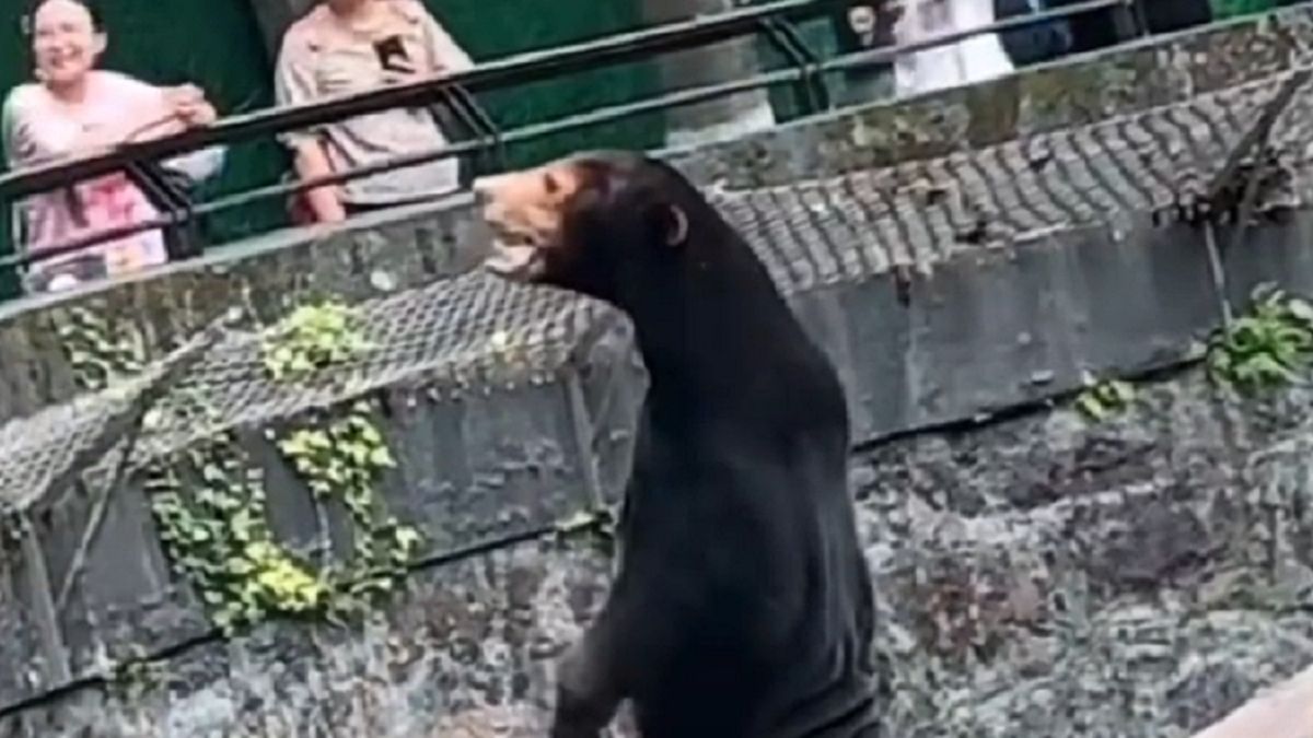 Zoo w Chinach zostało oskarżone o pokazywanie fałszywych niedźwiedzi.