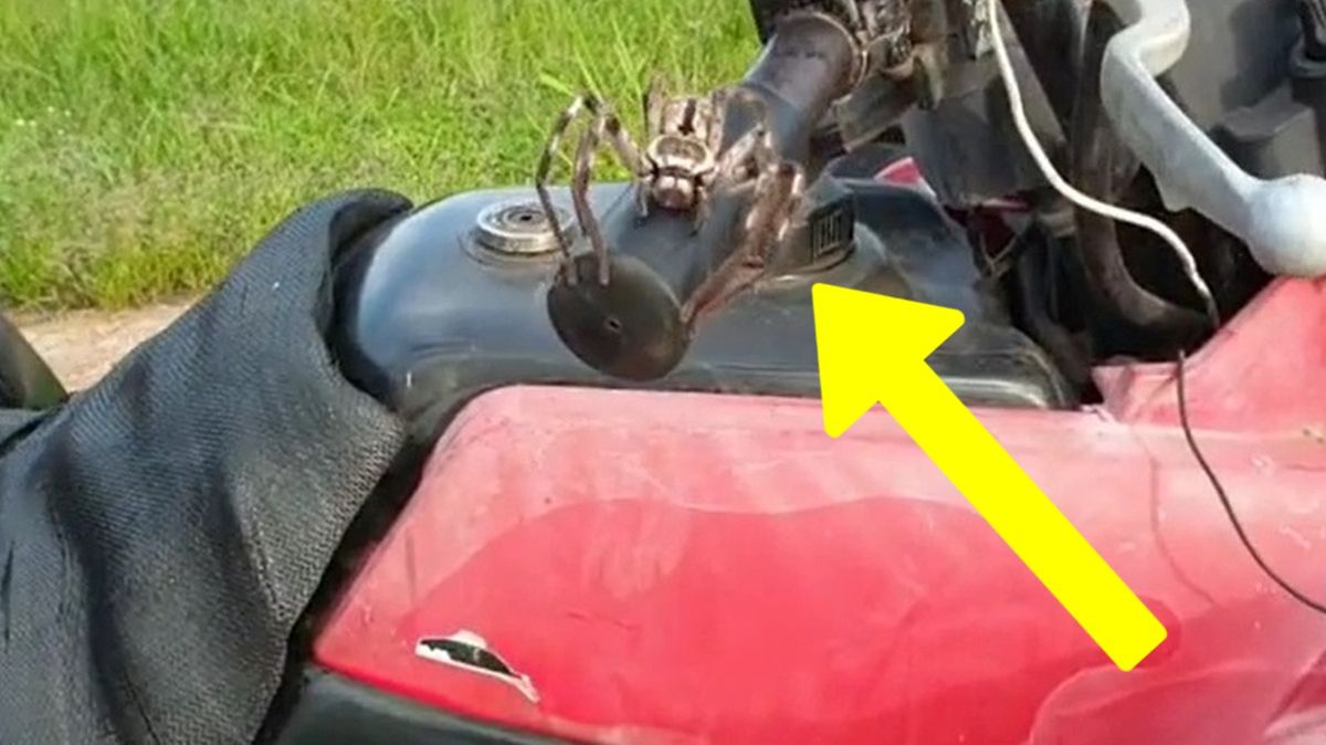 Internauta przeżył prawdziwe chwile grozy. Pająk, którego właśnie filmował, postanowił na niego skoczyć.