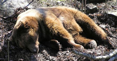 Tajemnicza śmierć niedźwiedzia w Bieszczadach. Podano powód