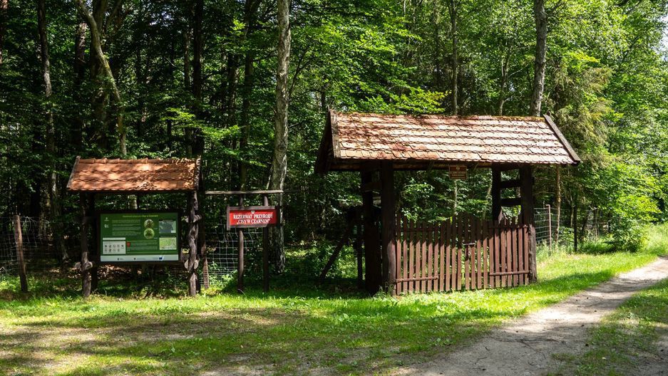 Rezerwat Cisów w Czarnem. Zielona perełka na mapie Pomorza
