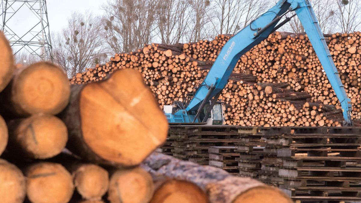 DGP: spadł import drewna z "Kazachstanu"