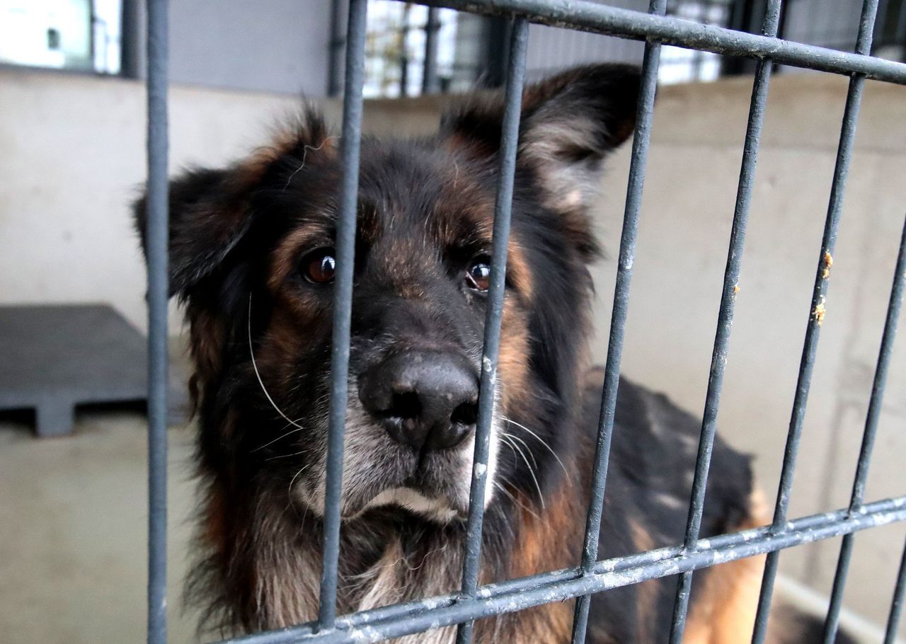 Szczecin: Tłumy na dniu otwartym w Schronisku dla Bezdomnych Zwierząt [ZDJĘCIA]
