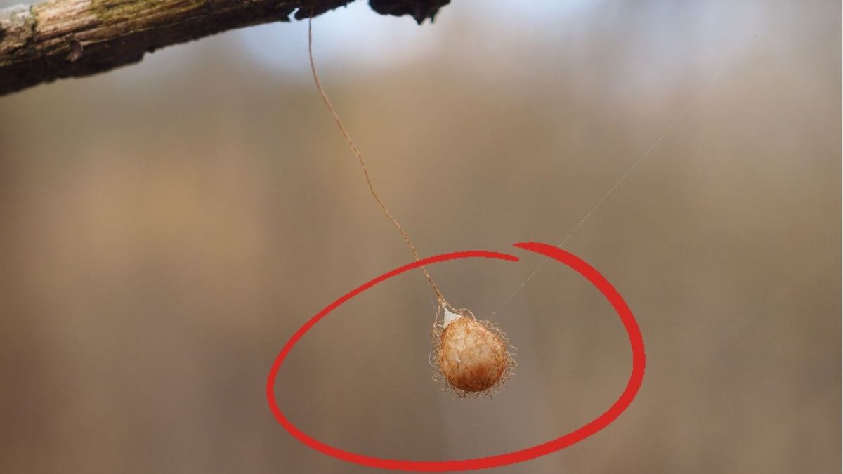 kokony Guzonia pojawiły się w lasach