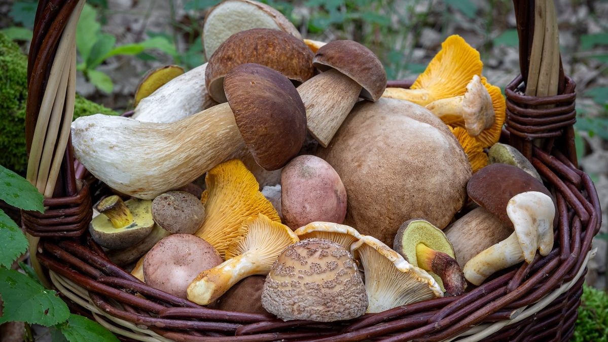 W tych miejscach jest wysyp grzybów. 