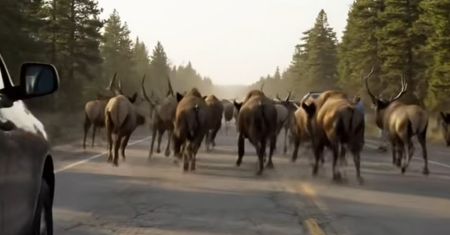 Superwulkan Yellowstone grozi erupcją? Eksperci komentują viralowe nagrania