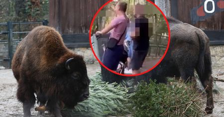 Skandaliczne zachowanie. Zoo w Poznaniu publikuje nagranie