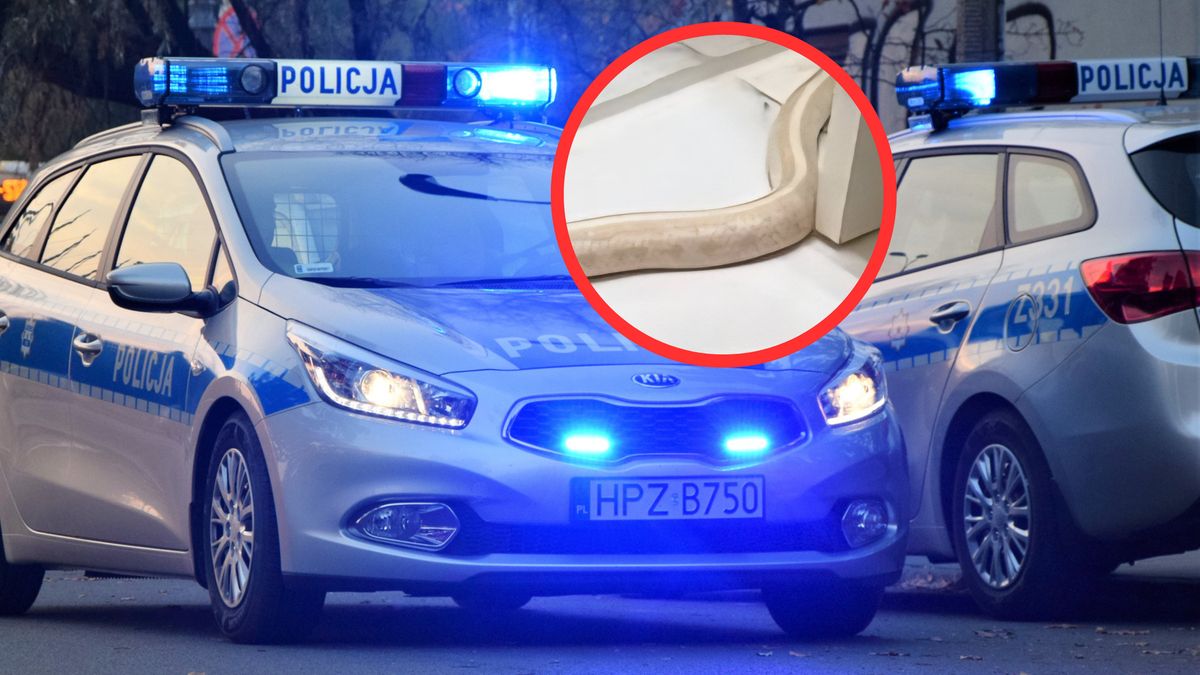 Wąż w łazience. Wezwał policję.