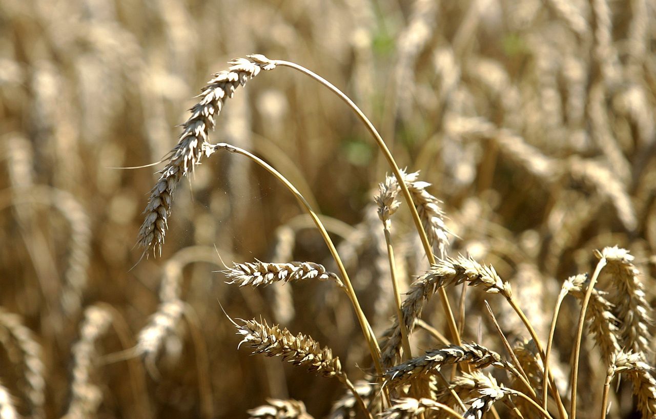 Rolnictwo trzeba podnieść z kolan. Wieś wzywa rząd