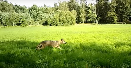 Tak polują wilki. Leśnicy pokazali niesamowite nagranie