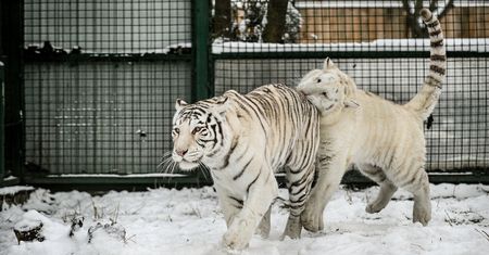 ZOO przygotowuje się do uśpienia tygrysów i lwa. Po ostrzale miasta mogą uciec i zrobić krzywdę mieszkańcom