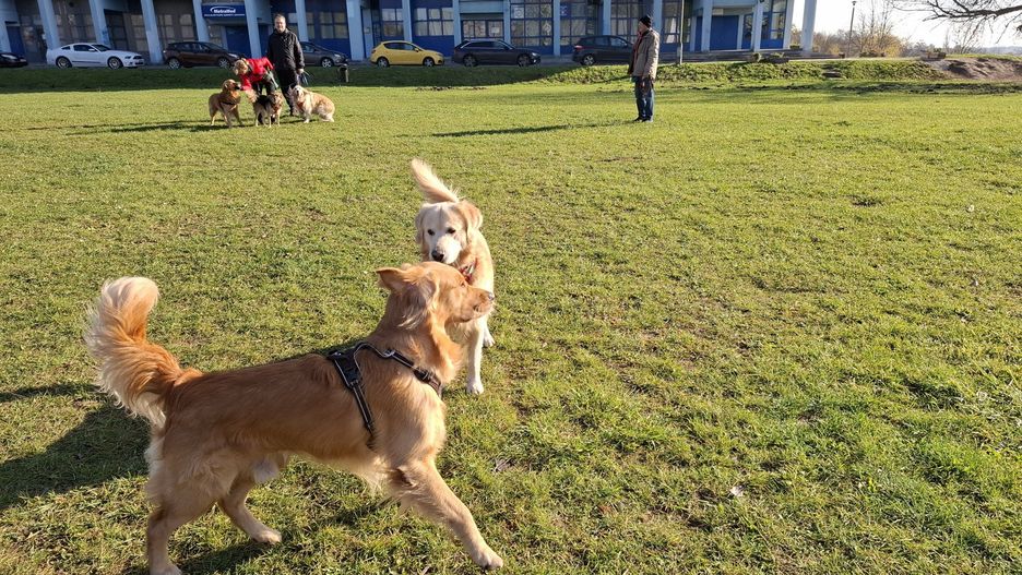 Integracyjny spacer Golden Retrievery dla WOŚP