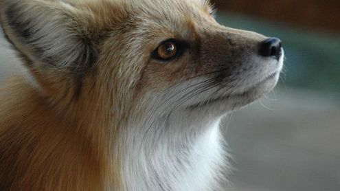 Jak przywrócić klasyczny wygląd wersji 3.x w Firefoxie 4? 1