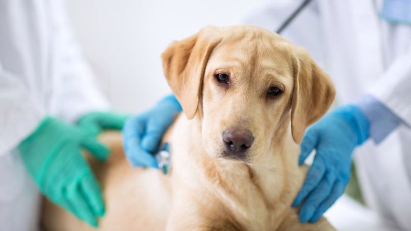 Sterylizacja psa może wyeliminować ryzyko groźnych chorób