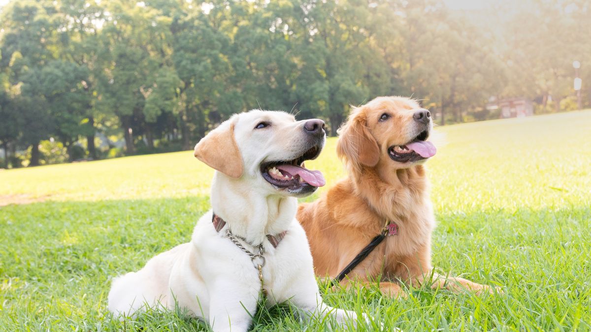 Two dogs, Labrador retriever and Golden retriever, sitting side by side in grass fieldTwo dogs, Labrador retriever and Golden retriever, sitting side by side in grass field, sticking out tongueDaisuke Morita