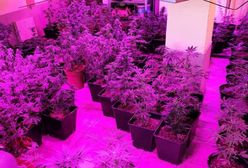 Śląskie. W domu jednorodzinny i garażu hodowała marihuanę