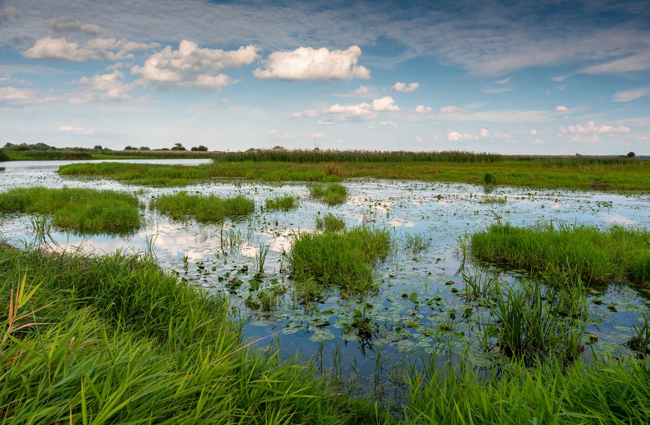 Małe ptaki i mokradła. Spotkanie z przyrodą w Parku "Ujście Warty"